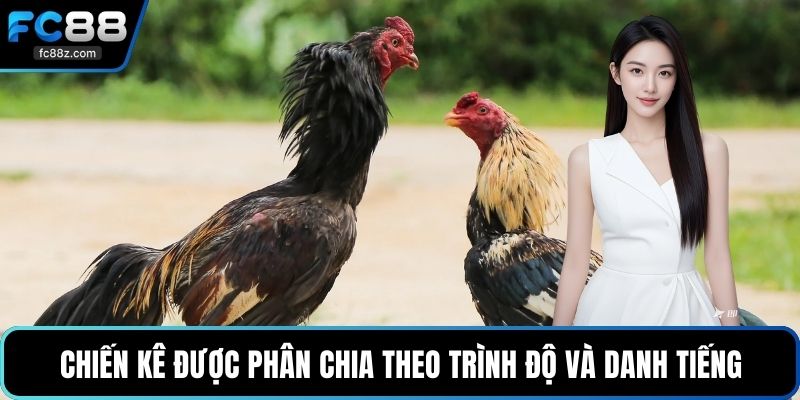 Chiến kê được phân chia theo trình độ và danh tiếng