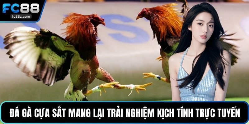 Đá gà cựa sắt mang lại trải nghiệm kịch tính trực tuyến