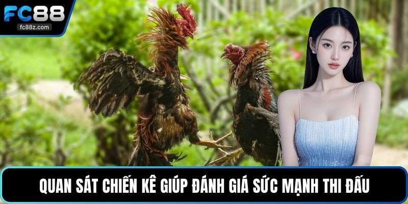 Quan sát chiến kê giúp đánh giá sức mạnh thi đấu